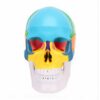 FILFEEL PVC Human Skull Anatomy Model Detachable Brain Teaching Display with Color Coded Regions for Science Education