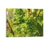 Green Grapes Fruit Vine on Canvas Framed Farmhouse Posters Pictures Ready to Hang Artwork Wall Art for Dining Room Apartment Home Decorations 11"x14"