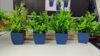 Griine 4 Pack Small Mini Artificial Potted Plants, Small Fake Greenery with Navy Blue Pots, Lifelike Mini Faux Plants Indoor for Home Office Desk Bathroom Shelf Farmhouse Kitchen Table Decor