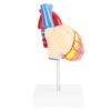 Hamwesh Anatomical Heart Model, 1: Size EcoFriendly PVC 2-Part Removable Human Anatomy Model, Cardiovascular with Study Base for Patient Education and Cardiology Study