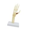 harayaa Hand Skeleton Demonstration Model Organ Structural Model for