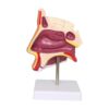harayaa Human Nasal Cavity Model Realistic Human Throat Model Display Experiment Project