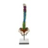 harayaa Human Spine Model Vertebral Column Portable 45cm Tall Teaching Supplies Human