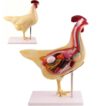 Hen Anatomy Model, Chicken Viscera Organs Research Model, Detachable Parts, Used for Teaching Demonstration, Livestock breeding, Pet Clinic Veterinary Training.