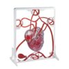 High Simulation Heart Protection Model with Squeeze Ball Pump, Medical Teaching Aid for Enhanced Blood Circulation and Cardiovascular Education