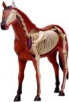 Horse Anatomy Model, Detachable Animal Anatomical 4D Visual Equine Models