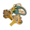 Human 18X Magnified Inner Ear Labyrinth Anatomical Model