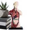 Human Body Anatomy Model – Detachable Torso Anatomy Kit Educational Science