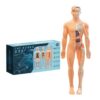 Human Body Model for Kids, 3D Human Skeleton Figure Educational Toy