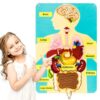 Human Body Parts Puzzle, Body Model Felt Board Learning Toy for Kids