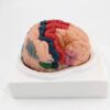 Human Brain Anatomy Model - Cerebral Cortical Partitioning Model, 8 Detachable Parts, with Colored and Numbered Regions, Includes Base - for Classroom Study Display Teaching