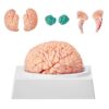Human Brain Model - Life Size Brain Anatomical Model, 8 Detachable Parts, with Manual/Display Base, Manual/Display Base - for Learning Science Classroom Study Display