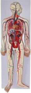 Human Circulatory System Artery Vein Anatomy Model for Teaching Display