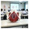 Human Female Pelvis Model 1:1 with Reproductive Organs
