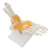 Human Foot and Ankle Joint Skeleton Anatomy Model for Teaching