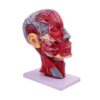Human Head Superficial Neurovascular Model - 1:1 Life Size Human Head Anatomical Model, with Superficial Neurovascular and Musculature Details, Ideal for Kids’ Learning, Education, and Display