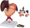 Human Liver Stomach Anatomical Model, Detachable Hepatopancreatic Duodenal Section Internal Organs, for Hospital Teaching Training.