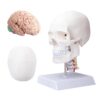 Human Skull and Brain Anatomy Model, Detachable 8 Parts Brain & 3 Parts Skull, Life Size, Numbered, Anatomically Accurate - with Cervical Vertebra, Base