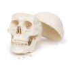 Human Skull Model, PVC Adult Skull Anatomy Teaching Model