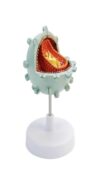 Human Virus Model,Aids Cell Model, 3D Medical Demonstration of AIDS Infection Mechanism, Used for Amplification Demonstration Teaching