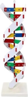 IMOYBBR Double Spiral DNA Model Kit, PVC Biology Educational Tool for Classroom, Rotating Support Lab Teaching Aid