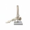 JCRBILW Human Skeletal Model Joint Bone with Accurate Showing Bones Ligaments and Muscle Landmarks in PVC Suitable for Classroom Teaching, Foot Wo Ligament