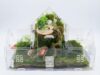 Jumping Spider Enclosure, Acrylic Terrarium, Magnetic Door