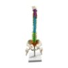 kowaku Human Spine Model Skeleton Model Vertebral Column Pelvis Femur Heads Nerves Discs Color Coded PVC Construction on Display Stand Suitable