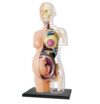 LFMDZC 4D Transparent Pregnancy Torso Model, 8" Human Anatomy Skeleton Torso Intuitive Transparent Internal Structure Display for Preschool School Education Biology Classroom