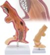 LFMDZC Human Esophagus Anatomical Model Educational Body Organ Anatomy Medical Department of and Digestive System for Patient Education Classroom