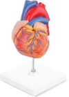 Life-Size Human Heart Anatomy Model for Hospital & Medical School Teaching