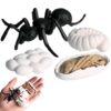 Life Cycleinsects Toys - 6Pcs Educational Figurine Set Ladyybuges