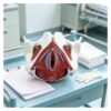 Life Size Female Pelvis Model with Pelvic Floor Muscles