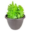 Live Cactus Plants, Fully Rooted 4-inch Cactus Succulent Plants, Rare Varieties for Gift or Home Decoration (Fishbone Cactus)