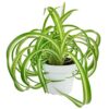 Live Houseplant 4" Bonnie Curly Spider Plant - Easy Care Indoor Plant - House Plants Indoor Live - Low Light HousePlants - Plants Live Houseplants - Air-Purifying Houseplant for Home Decoration