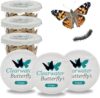 Live Painted Lady Caterpillars to Butterflies, Choose Your Quantity Kit