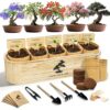 LUOJIBIE Bonsai Tree Kit for Beginners - Unique Gifts for Women, Crafts for Adults, for Women & Men,Complete Indoor Plant Kit,Easy House Plant