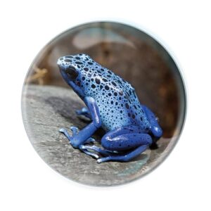 Magnidome - Poison Dart Frog Fridge Magnet from Deluxebase. Cute Crystal Glass Dome Magnet for Refrigerator, Whiteboard and Locker. Unique Animal Gift for Office and Home Decor