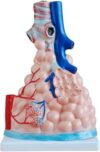 Magnified Human Alveoli PVC Model Respiratory Anatomy Medical Teaching Tool