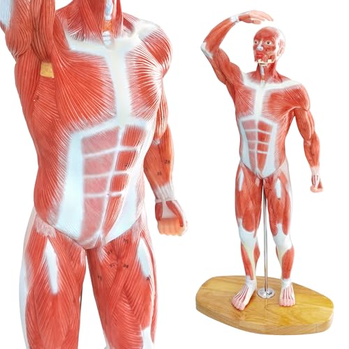 Merinden Miniature Human Muscle Anatomical Model - 1/3 Life-Size with Numbered Labels & Premium Wooden Base for Medical Science Education Study or Teaching