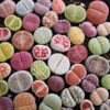 Micro Landscape Design Lithops Seed Mix Freshly Harvest Pack of 50 Seeds Mix (50 Seeds + Germination Kit)