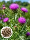 Milk Thistle Seeds – Medicinal Herb Variety for Planting