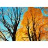 MISITU Jigsaw Puzzles 1000 Pieces for Adults Travel Puzzle Challenging Difficult Puzzles Christmas Birthday Gift Game Toys Shimmering Maple 19.69 x 27.56 Inches