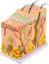 MOWFXUA 3D Skin Anatomy Model, 50X Magnified Human Skin Anatomical Model, Human Skin and Hair Organ Anatomy Model, for Science, Classroom Learning