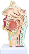 MOWFXUA Educational Model L Cavity Throat Model Human Organ Anatomical Model Medical L Cavity Throat Anatomical Model Compatible with Display