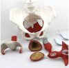 MOWFXUA Female Pelvis Anatomical Model, Female Pelvis Model with Pelvic Floor Muscles and Organs, Perineal Model, Female Anatomy Model for Science Education
