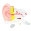MOWFXUA Human Ear Anatomical Model, 6X Human Anatomical Model PVC Plastic Textbook for Anatomy of Large Human Organs, Biological Sciences and Bile