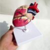 MOWFXUA Medical Science Canine Heart Organ Model, 1:1 Life Size Dog Heart Anatomical Model, Veterinary Teaching Instrument Model
