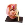 MOWFXUA Pregnant Human Pelvis Section Model with Removable Organs, Human Female Pelvis with 9 Months Pregnancy Anatomical Model