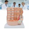 Muscle Fiber Anatomy Model - 10000X Magnification, Durable Skeletal Muscle Simulation with Digital Tag, Realistic C Texture, Ideal for Education and Research